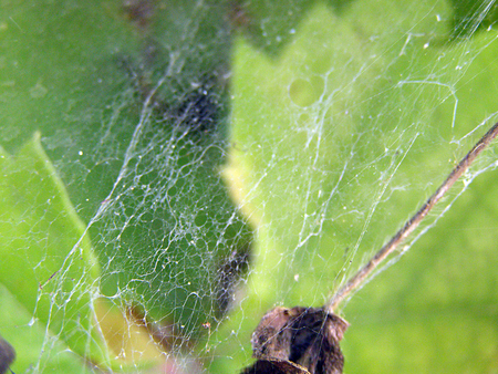 Spider web - leaf, web, spider, green