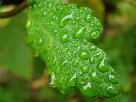 Water drops - macro, drops, water, rain