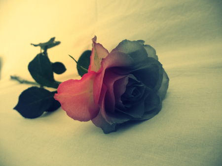 Amoungst_the_petals - art, broken, 3d, petals, rose, flower