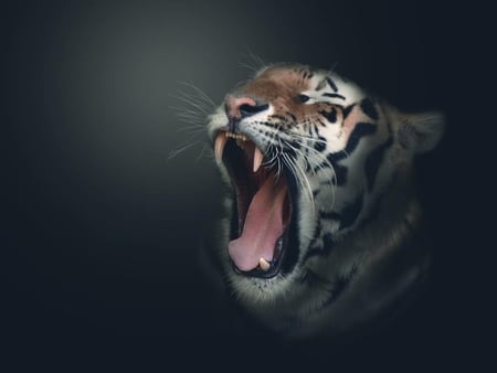 tiger - head, animal, 3d, art, tiger