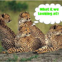 cheeta's