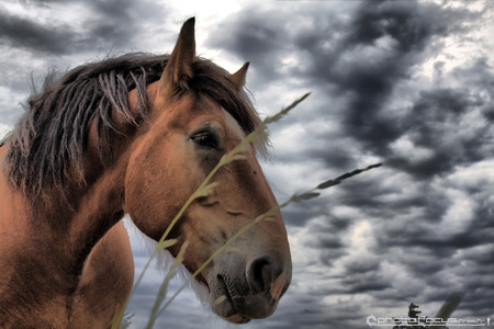 horse - nature, sky, horse, animals, head