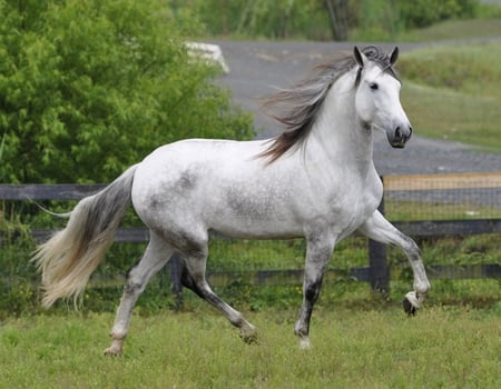 Grey Trotter - spanish, grey, horses, andalusian