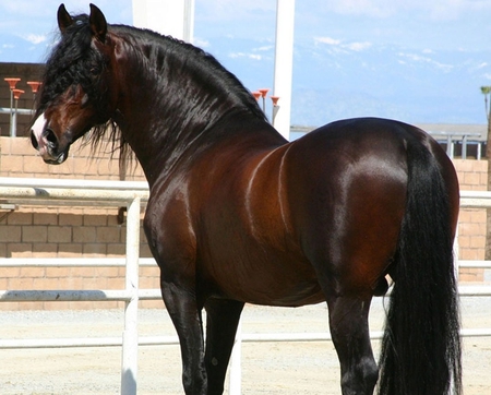 Majestic Andalusian - spanish, horses, brown, bay, andalusian