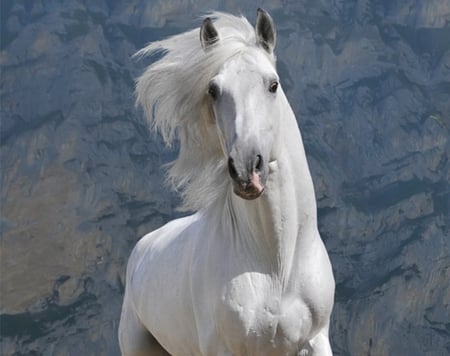 Zingaro The Andalusian - white, horses, zingaro, grey, spanish, andalusian