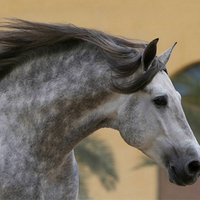 Dappled Andalusian