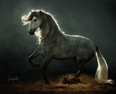 Spanish Prancer - horses, andalusian, dappled, spanish, grey