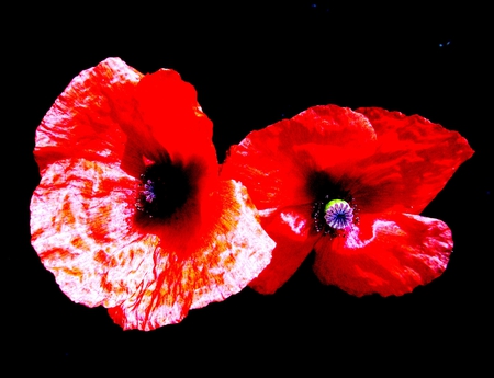 Poppies  in  Black - poppy, red, flower, black