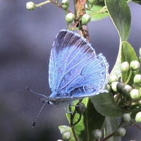 Holly Blue