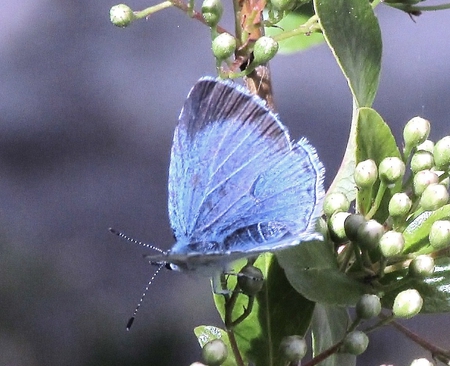 Holly Blue - tree, holly, butterfly, blue