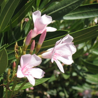 Oleanders in Bloom