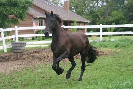 Horse - animal, cavalo, horse