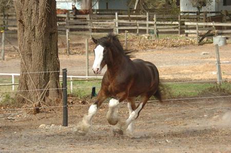 Running - cavalo, animal, horse