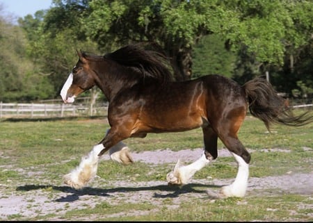 Beauty horse - cavalo, animal, horse