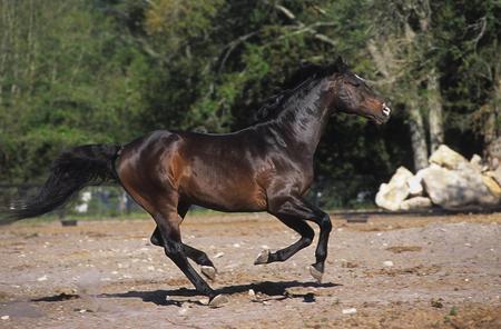 Stallion - cavalo, stallion, animal, horse