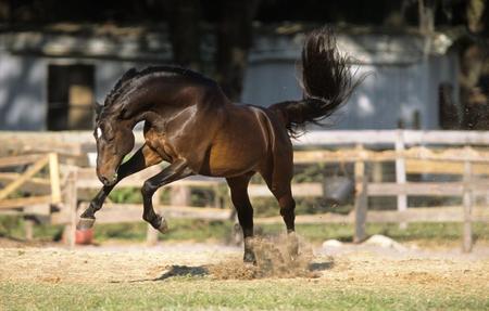 I'm happy - cavalo, animal, horse