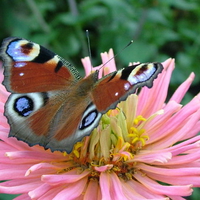 Charming Butterfly