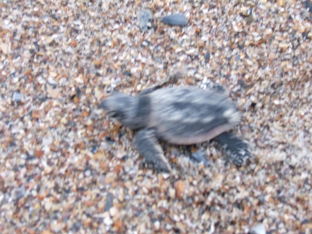 SEA TURTLE JUST HATCHED - new born, turtle edisto island