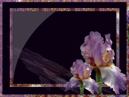 Purple-Iris - flower, purple