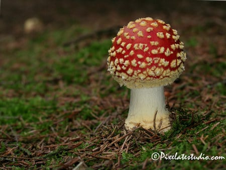 Mushroom - fungus, forest, red, fungi, polka-dot