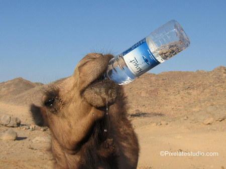 Have a Drink - funny, drink, water, desert, bottle, camel