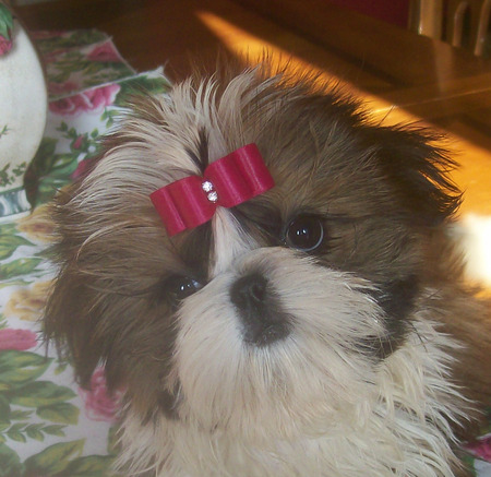 Shih Tzu Puppy - red ribbon, puppy, whie, animals, black, brown, shih tzu, bow, dogs