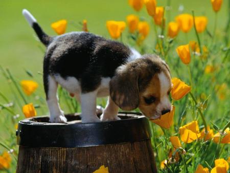 Take Time To Smell The Flowers - flowers, beagle, dogs, garden, barrell, puppy, animals