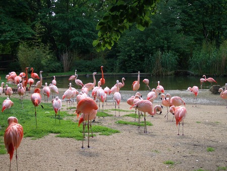 Prague a zoo - zoo, prague, pink flamingo