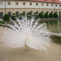 Peacock an albino Prague a zoo