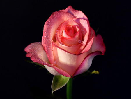 great pink rose - summer, pink flower, rose, lovely, photo