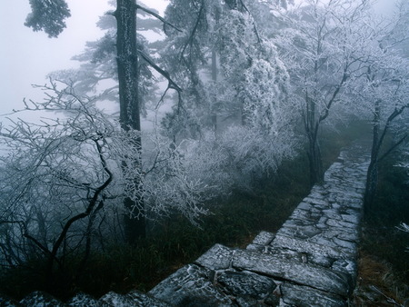 winter forest - trees, winter, forest, fog