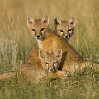 Baby Foxes