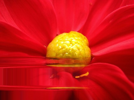 Dahlia Ripples - abstract, water, nature, refraction, dahlia, ripples, flower