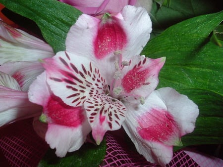 Bouquet du Resto - flowers, nature