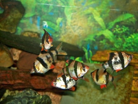 tiger barbs - barbs, tiger barbs, fish