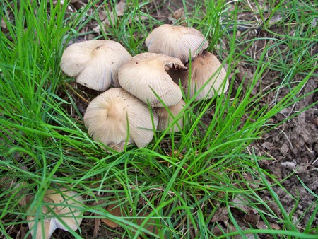 Mushrooms - mushrooms, toadstools, fungi