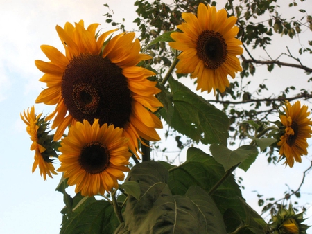 Towering Sunflowers - yellow, sunflower, gardens, autumn