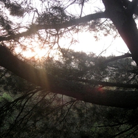 A Misty Morning in the Pines