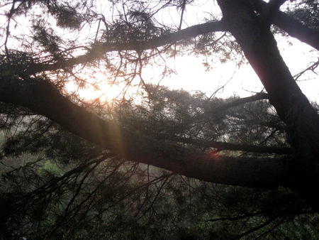 A Misty Morning in the Pines - peacefulness, pine tree, sun-up, morning dew