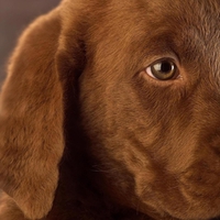 Gentle Chocolate Labrador