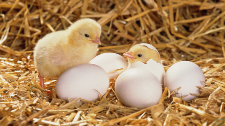 Newborn Chicks - eggs, hay, chicks, light, funny, newborn, cute