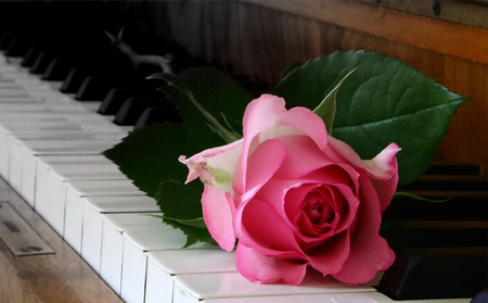 Musical Rose - nature, photography, pink rose, rose, flower