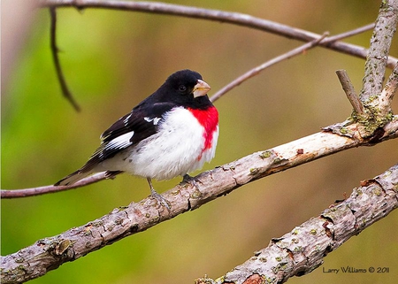 Rose Breasted Grosbeak - bird, branch, rose breasted grosbeak, beautiful