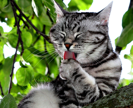 Cute Cat - pretty, cat face, paws, leaves, kitten, cats, face, trees, beautiful, photography, beauty, lovely, sweet, tree, cat, nature, green, cute, adorable, animals, kitty