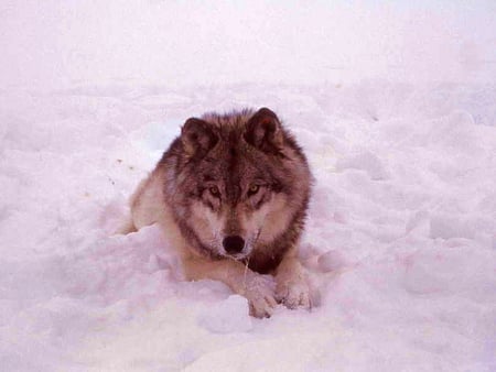 Wolf in Winter