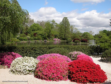 AZALEA GARDEN - azaleas, white, red, pink