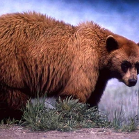 Brown-Bear