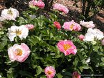 PEONY GARDEN