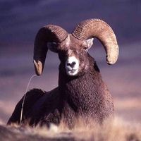 Bighorn-Sheep