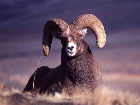 Bighorn-Sheep - sheep, cool, picture, bighorn